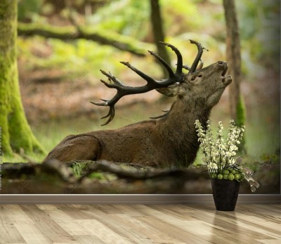 Fototapeta Rykowisko