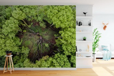 Fototapeta Koło z drzew - widok z lotu ptaka