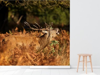 Fototapeta Król europejskiej puszczy