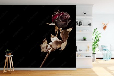 Fototapeta Martwa róża