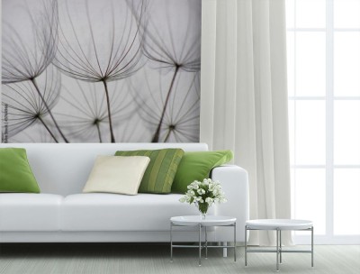 Fototapeta Nasiona mniszka lekarskiego - Dmuchawca