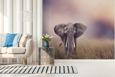 Fototapeta Słoń afrykański z rozmytym tłem