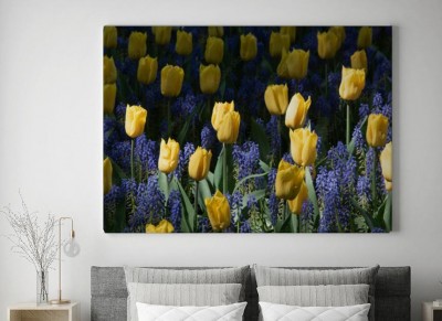 Obraz na płótnie Typowy holenderski tulipan