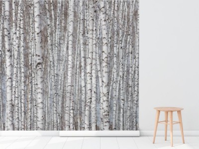 Fototapeta Brzozowy las