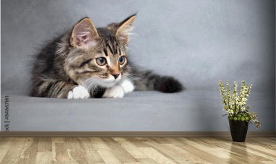 Fototapeta Portret leżącego kota