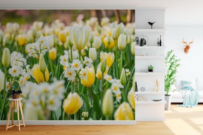 Fototapeta Tulipanowy kwiat na łące w parku