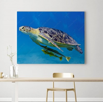 Obraz na płótnie Żółw morski