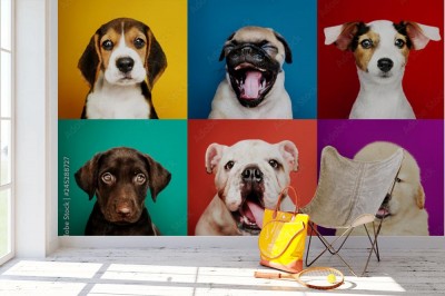 Fototapeta Portrety uroczych szczeniąt