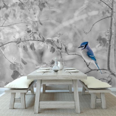 Fototapeta Sójka w zimie