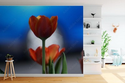 Fototapeta Tulipany