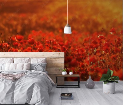 Fototapeta Kwitnące maki wśród pól