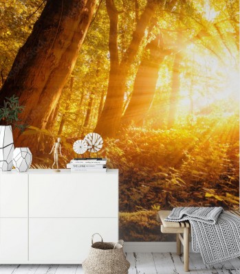 Fototapeta Leśna sceneria jesiennego poranka