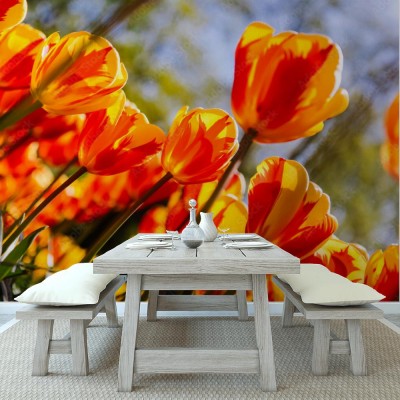 Fototapeta Holenderski krajobraz przedstawiający kwiaty tulipana