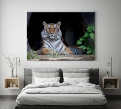tygrys-w-legowisku