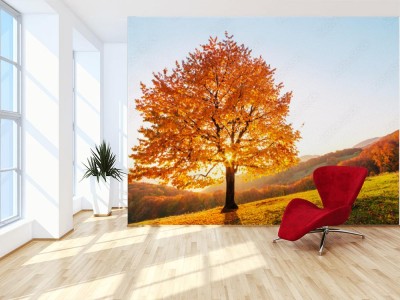 Fototapeta Majestatyczny buk i rozświetlone żółte liście