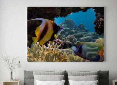 Obraz na płótnie Tropikalna ryba na rafie koralowej