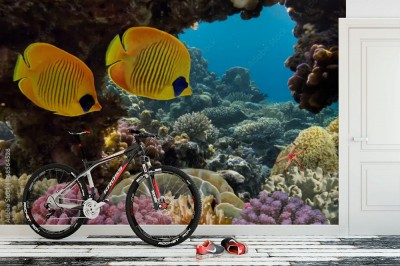 Fototapeta Podwodny motyl