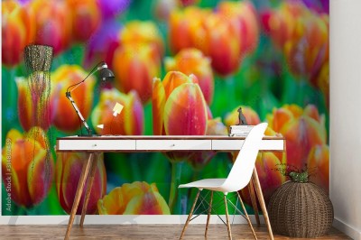 Fototapeta Pole czerwono-żółtych tulipanów