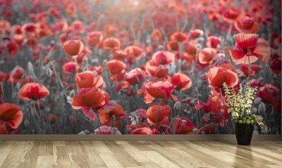 Fototapeta Panoramiczny widok na czerwone maki z selekcją koloru
