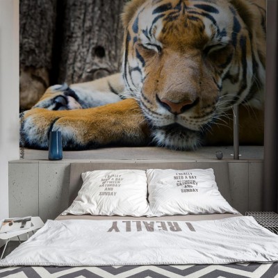 Fototapeta Portret śpiącego tygrysa