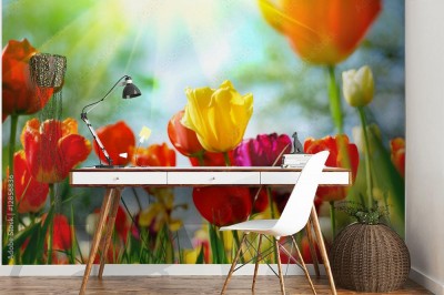Fototapeta Tulipany