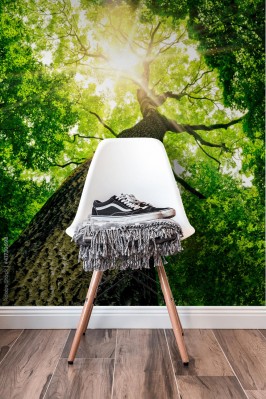 Fototapeta Drzewo z żabiej perspektywy