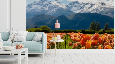 Fototapeta Pole Tulipanów w Argentynie