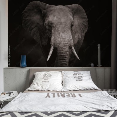 Fototapeta Portret słonia