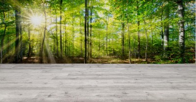 Fototapeta Zielony las wiosną i latem