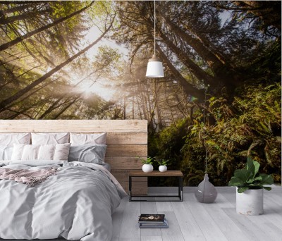 Fototapeta Forest Sunrise