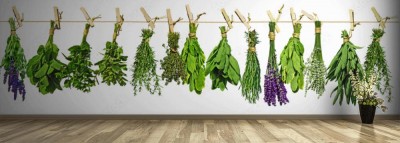 Fototapeta Suszone zioła na białym tle