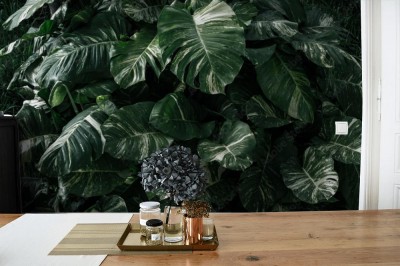 Fototapeta  tropikalne liście monstera