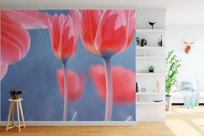 Fototapeta Piękny czerwony tulipan z delikatną selektywną ostrością