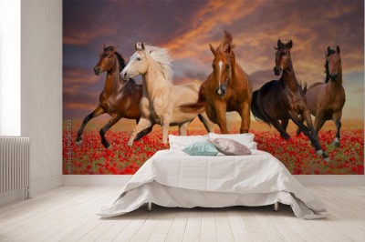Fototapeta W galopie