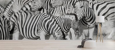 z-panoramicznym-motywem-zebr