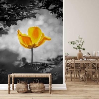 Fototapeta Żółty tulipan - selekcja barwy