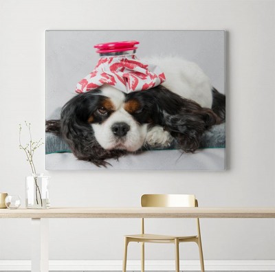 Obraz na płótnie Opieka weterynaryjna