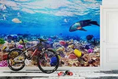 Fototapeta Koral i ryby w Morzu Czerwonym w Egipcie