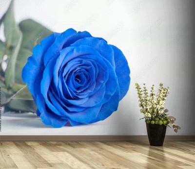 Fototapeta Niebieska róża na białym tle