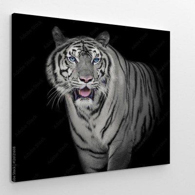 Obrazy do salonu Biały Tygrys na czarnym tle