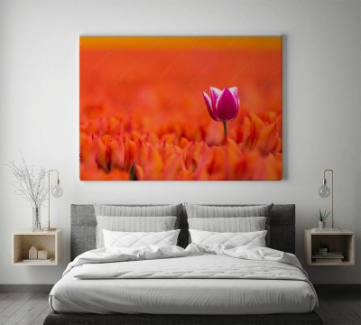 purpurowy-tulipan-wsrod-czerwonych-kuzynow