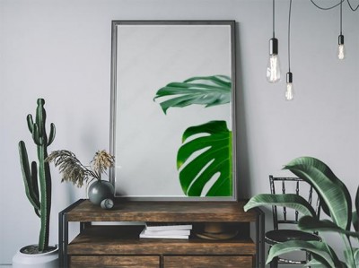 filodendron-monstera