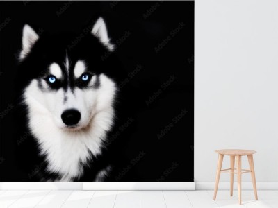 Fototapeta Husky syberyjski na czarnym tle