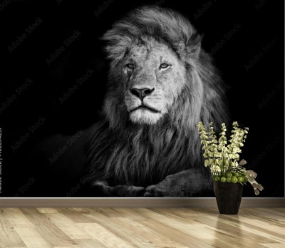 Fototapeta Piękny lew w Kenii