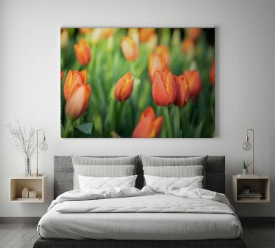 kolorowe-tulipany
