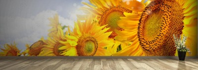 Fototapeta Kwiaty słonecznika