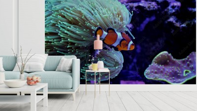 Fototapeta Ocellaris Clownfish (Amphiprion ocellaris)