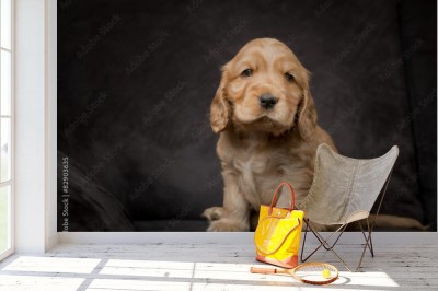 Fototapeta Szczeniak Cocker Spaniela