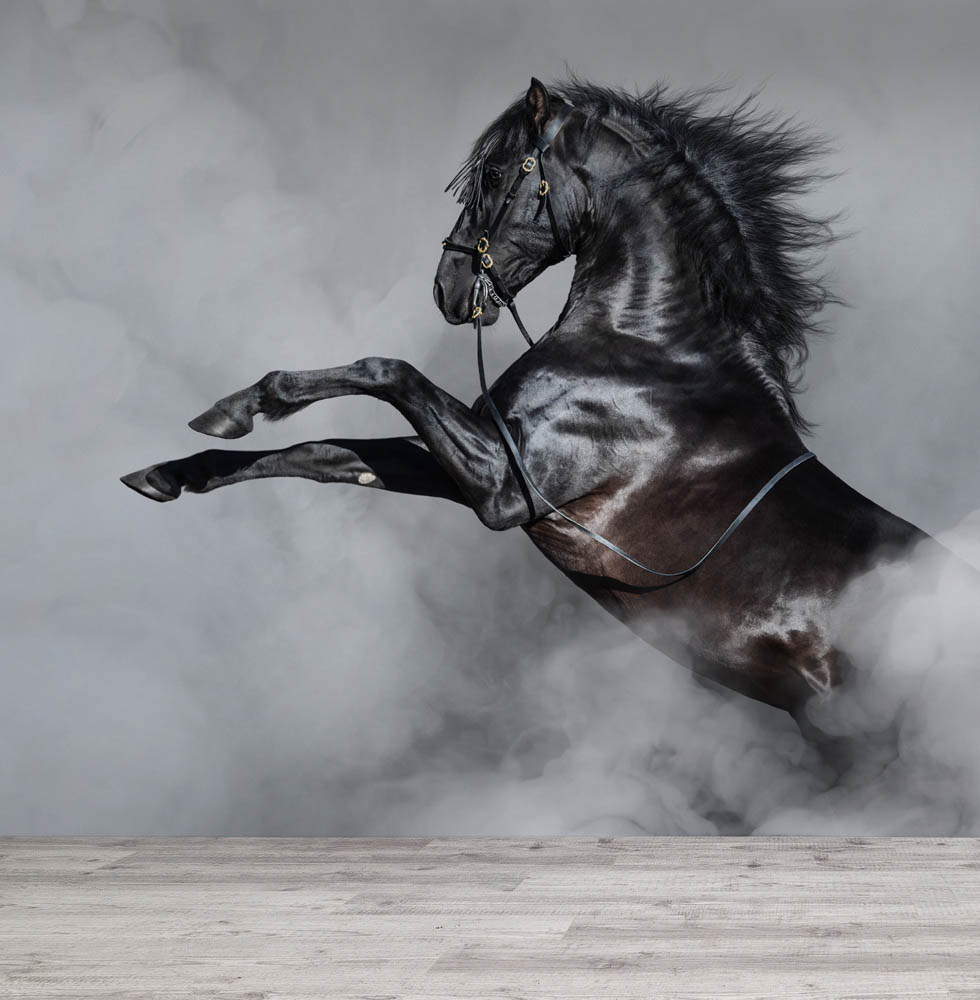 fototapeta z czarnym koniem