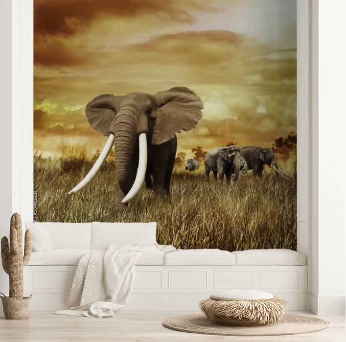 Fototapeta słoń